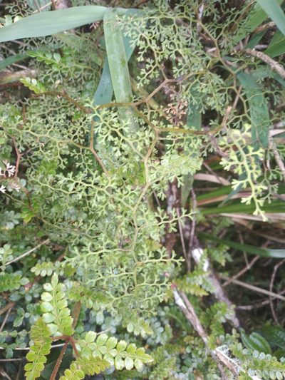 Jamesonia flexuosa, photographed by Alfredo F. Fuentes Claros