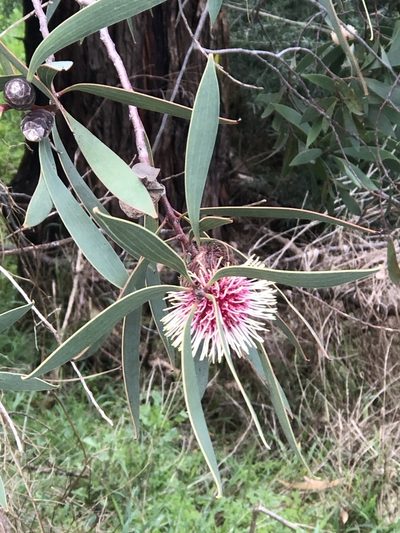 Hakea laurina, photographed by Craig Hyland