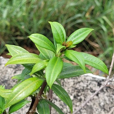 Allamanda cathartica