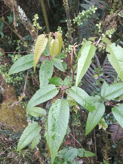 Rubus megalococcus, photographed by Alfredo F. Fuentes Claros