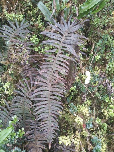 Serpocaulon crystalloneuron, photographed by Alfredo F. Fuentes Claros