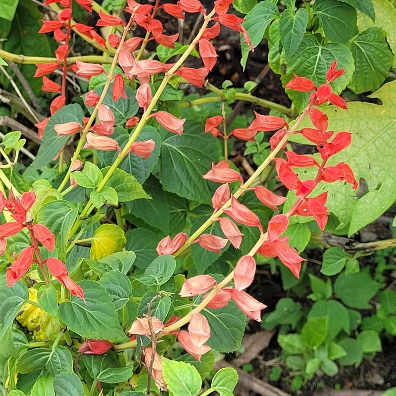 Salvia splendens, photographed by Maria Janeiro