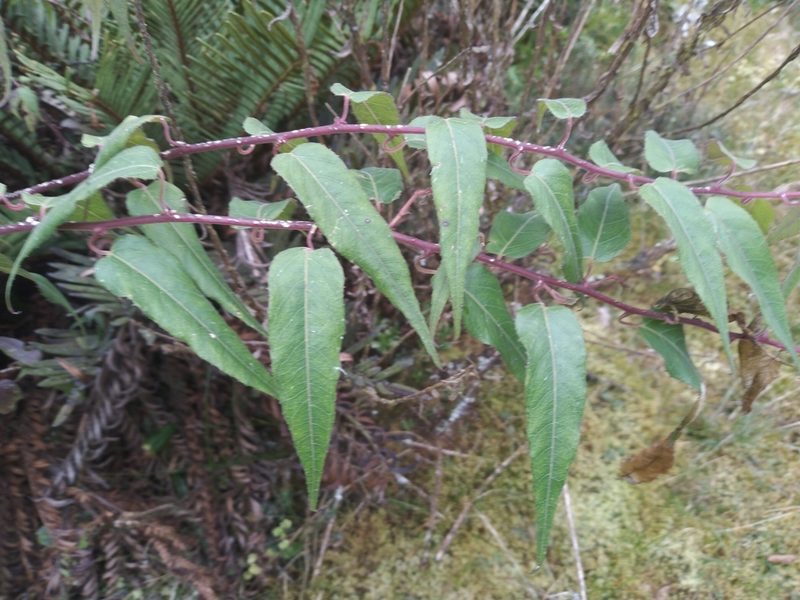 Siphocampylus andinus, photographed by Alfredo F. Fuentes Claros