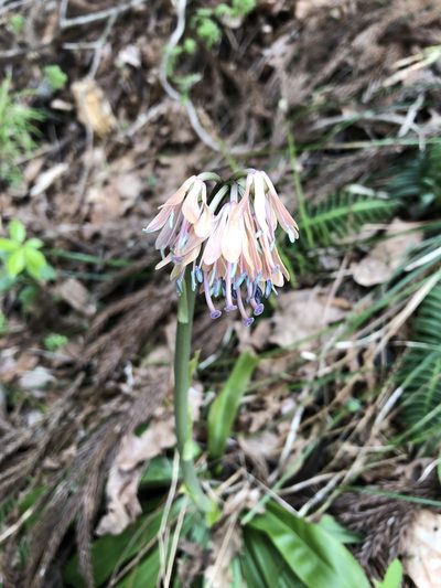 Helonias orientalis, photographed by Cecilia