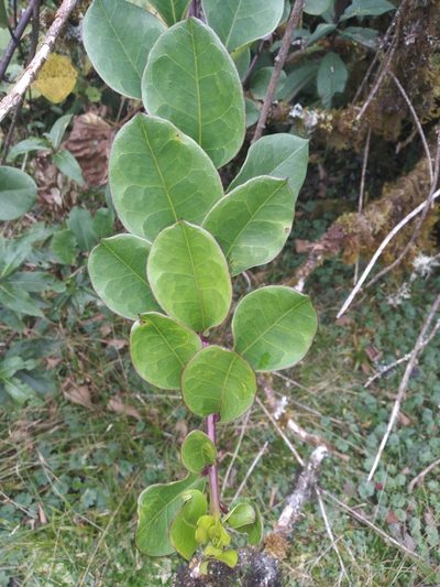 Senecio epiphyticus, photographed by Alfredo F. Fuentes Claros