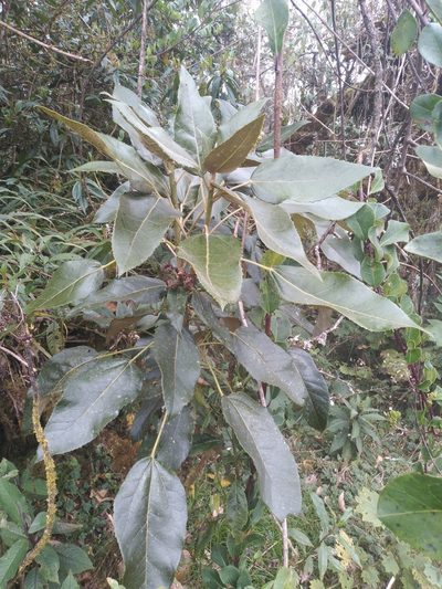 Oreopanax rusbyi, photographed by Alfredo F. Fuentes Claros