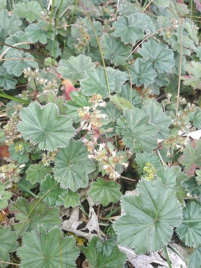 Alchemilla pectinata, photographed by Alfredo F. Fuentes Claros