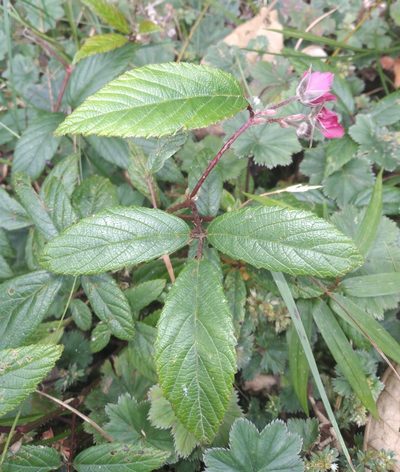 Rubus ruizii, photographed by Alfredo F. Fuentes Claros