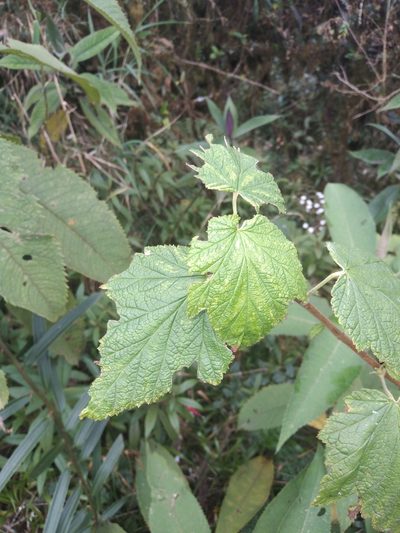 Ribes bolivianum, photographed by Alfredo F. Fuentes Claros