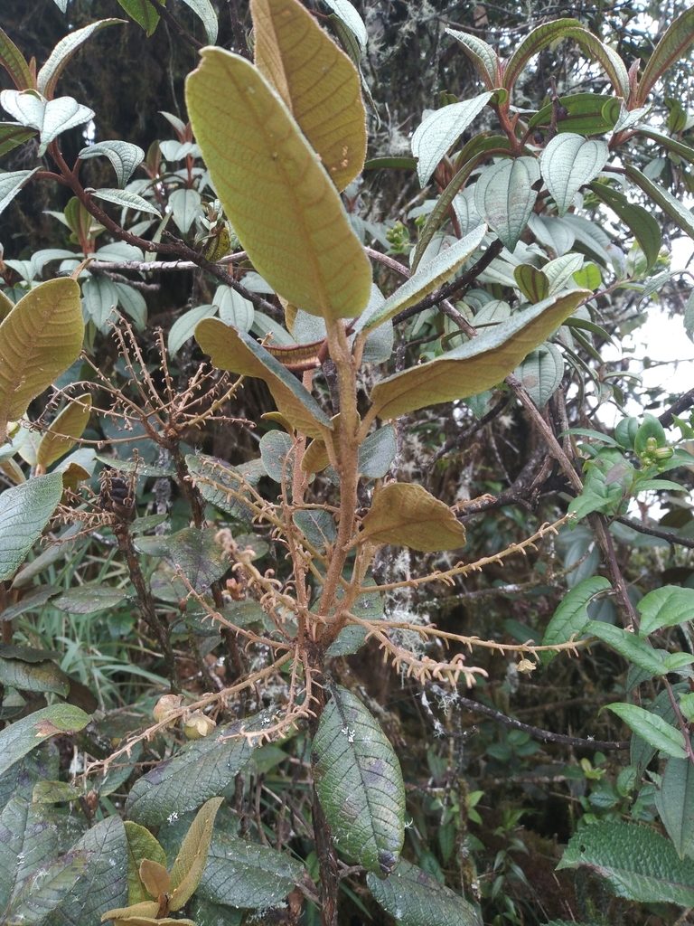 Clethra ferruginea, photographed by Alfredo F. Fuentes Claros
