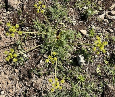 Lomatium dasycarpum, photographed by Chuck Wilson