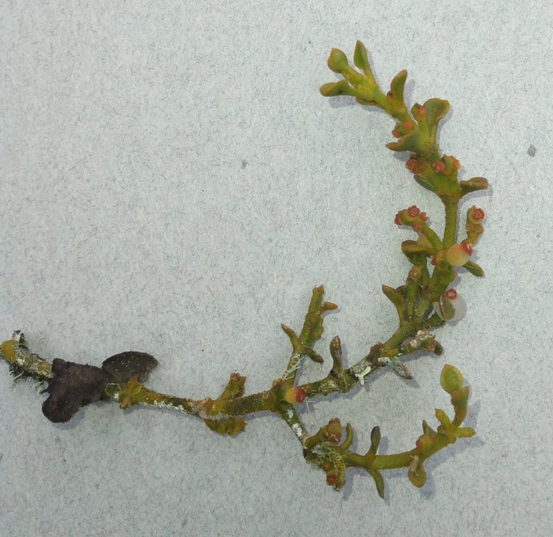 Dendrophthora pearcei, photographed by Alfredo F. Fuentes Claros