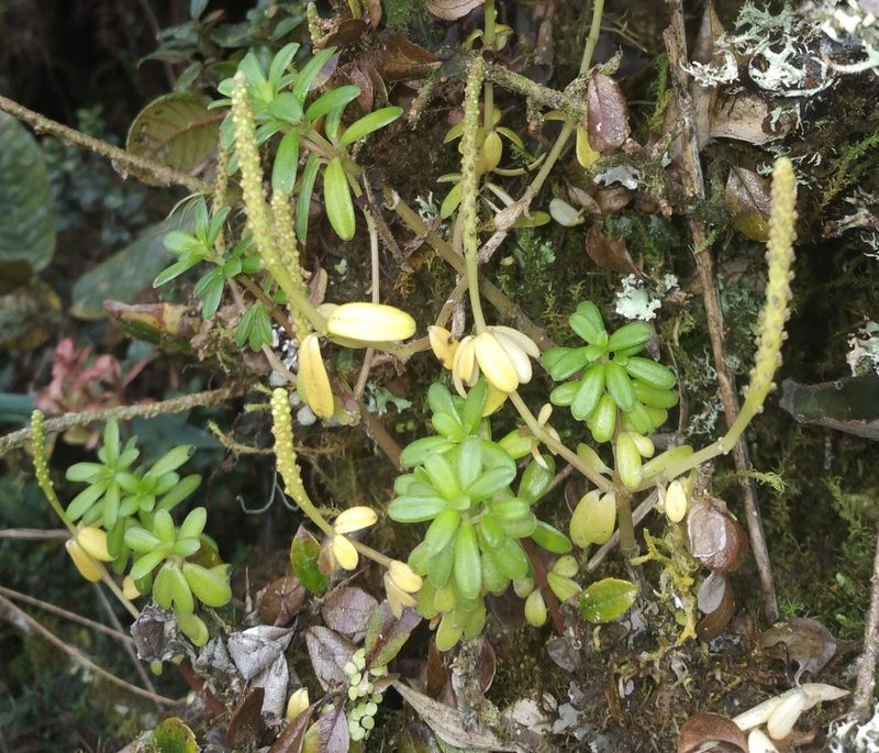 Peperomia silvarum, photographed by Alfredo F. Fuentes Claros