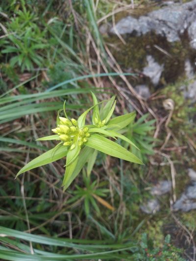 Gentianella chrysantha, photographed by Alfredo F. Fuentes Claros