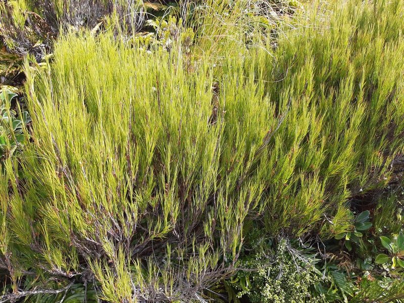 Dracophyllum filifolium, photographed by Emily Roberts