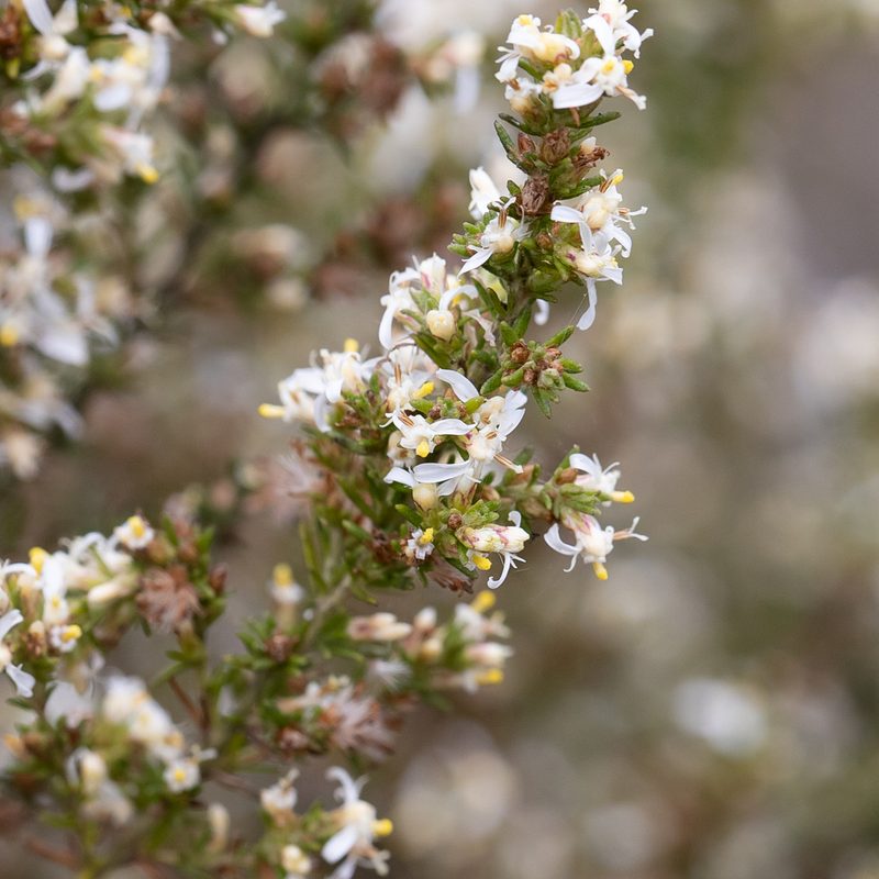 Olearia ramulosa, photographed by Kym Nicolson