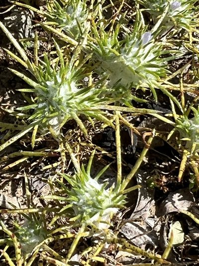 Eriastrum abramsii, photographed by Chuck Wilson
