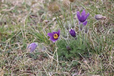 Pulsatilla vulgaris, photographed by Jerry Lanfear