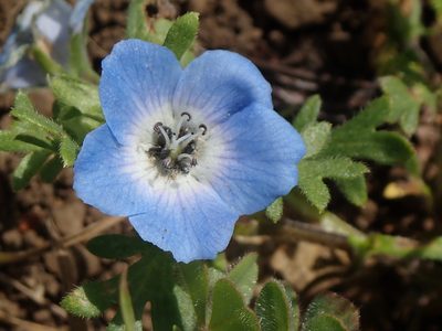 Nemophila menziesii, photographed by P Holroyd
