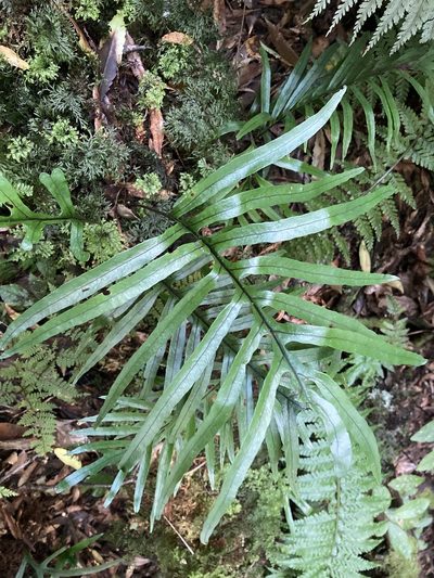 Zealandia novaezealandiae, photographed by Hannah Rogers
