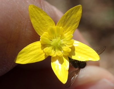 Ranunculus occidentalis, photographed by P Holroyd