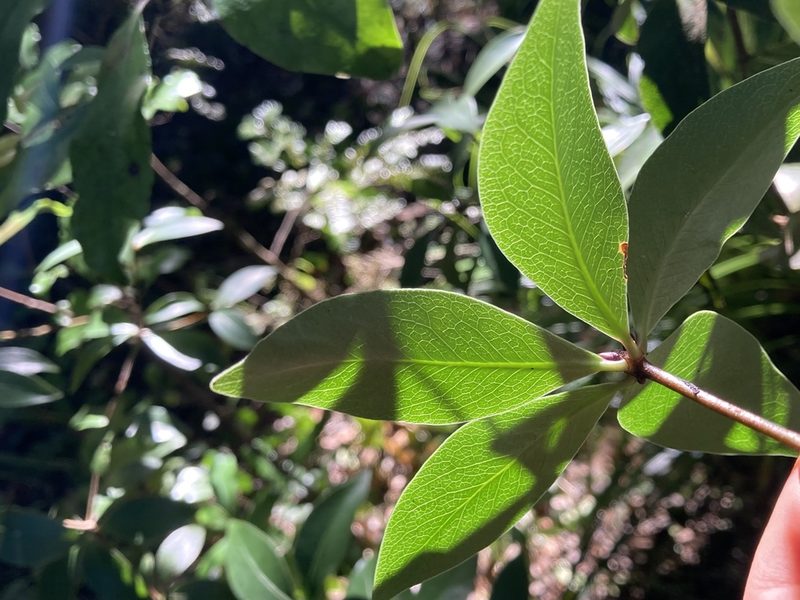 Pittosporum cornifolium, photographed by Hannah Rogers