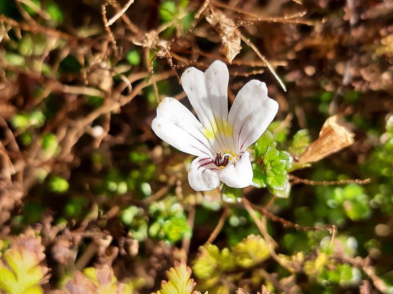 Euphrasia cuneata, photographed by Emily Roberts