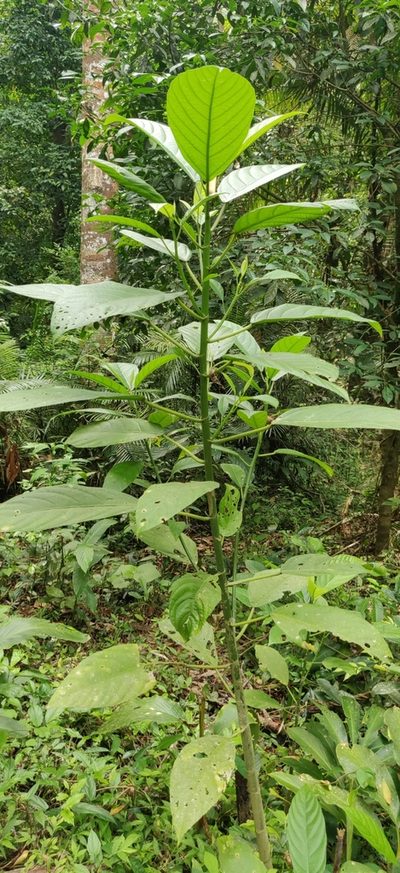 Dendrocnide sinuata, photographed by T R Shankar Raman