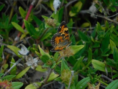 Richardia grandiflora, photographed by Jade Fortnash