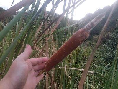 Typha orientalis, photographed by Jaco Grundling