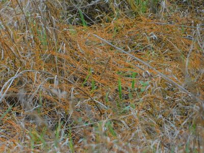 Cassytha filiformis, photographed by Jade Fortnash