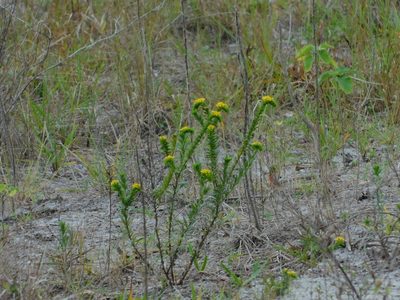 Euploca polyphylla, photographed by Jade Fortnash