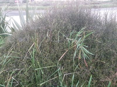 Plagianthus divaricatus, photographed by Jaco Grundling