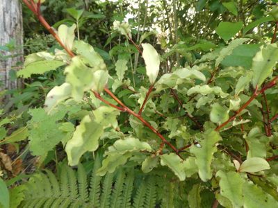 Myrsine australis, photographed by Claas Damken