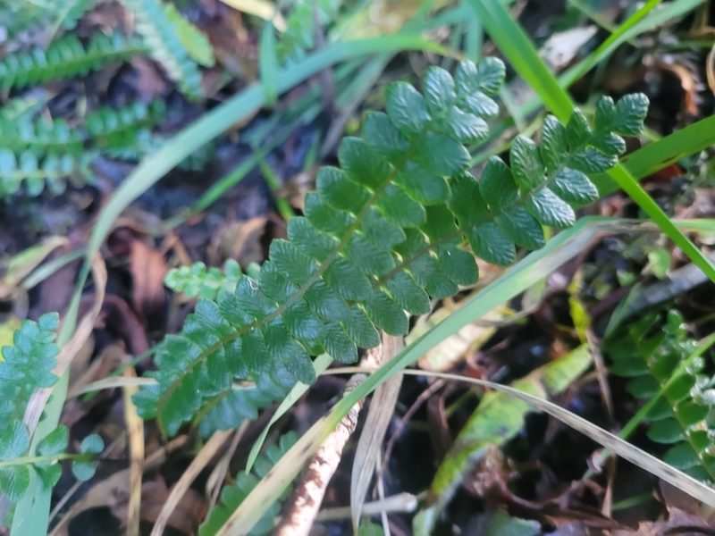Austroblechnum penna-marina, photographed by Julia Palmer