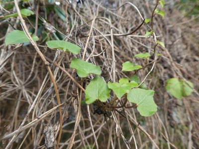 Calystegia tuguriorum, photographed by Claas Damken
