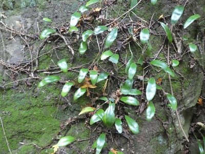 Pyrrosia eleagnifolia, photographed by Claas Damken