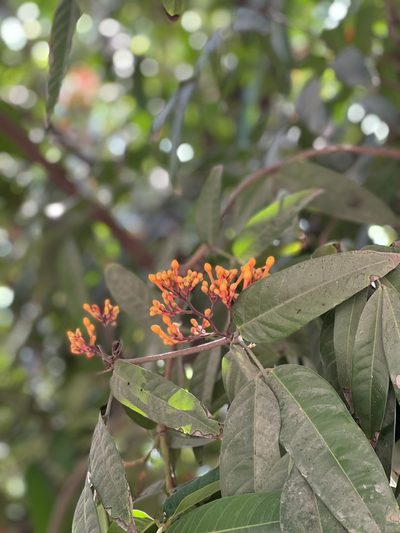 Saraca asoca, photographed by Shaunak Modi