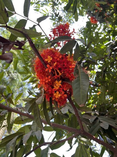 Saraca asoca, photographed by Shaunak Modi