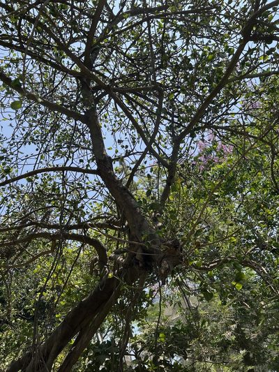 Ficus krishnae, photographed by Shaunak Modi