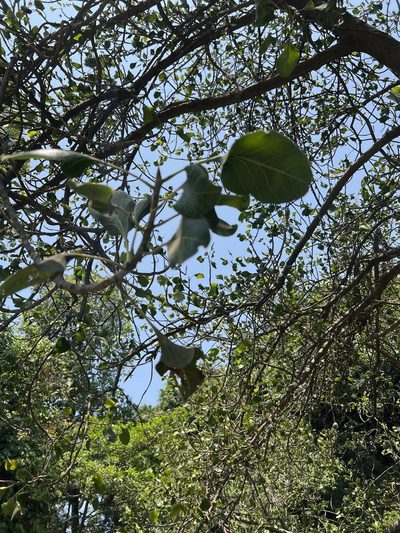 Ficus krishnae, photographed by Shaunak Modi
