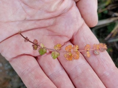 Anisotome aromatica