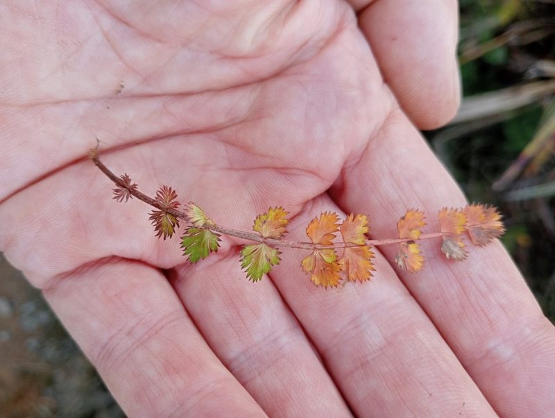 Anisotome aromatica, photographed by John Barkla