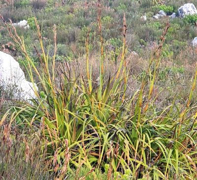 Tetraria thermalis, photographed by Corli du Toit Smith