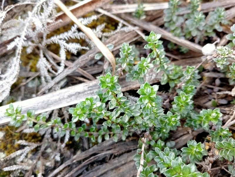 Anaphalioides bellidioides, photographed by John Barkla