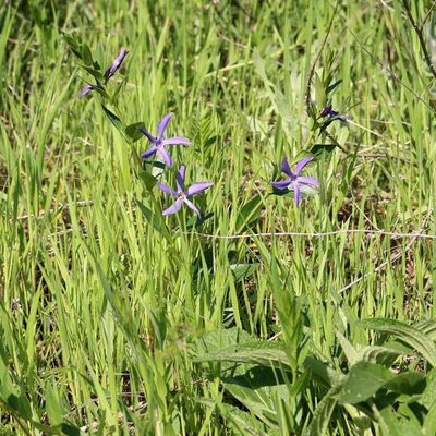 Vinca herbacea, photographed by Юрий Данилевский (Yuriy Danilevsky)