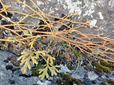 Pseudodiphasium volubile, photographed by John Barkla