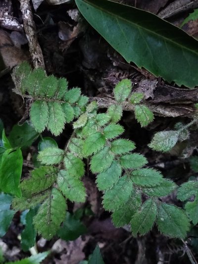 Ackama rosifolia, photographed by naturewatchwidow