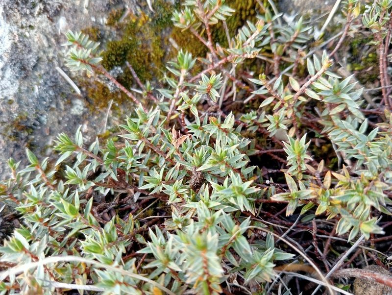Pimelea oreophila, photographed by John Barkla