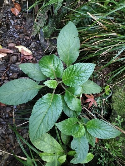 Lobelia physaloides, photographed by naturewatchwidow